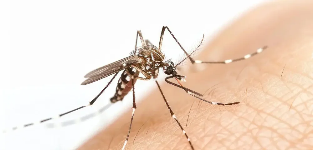 Mosquito Control in Philippines