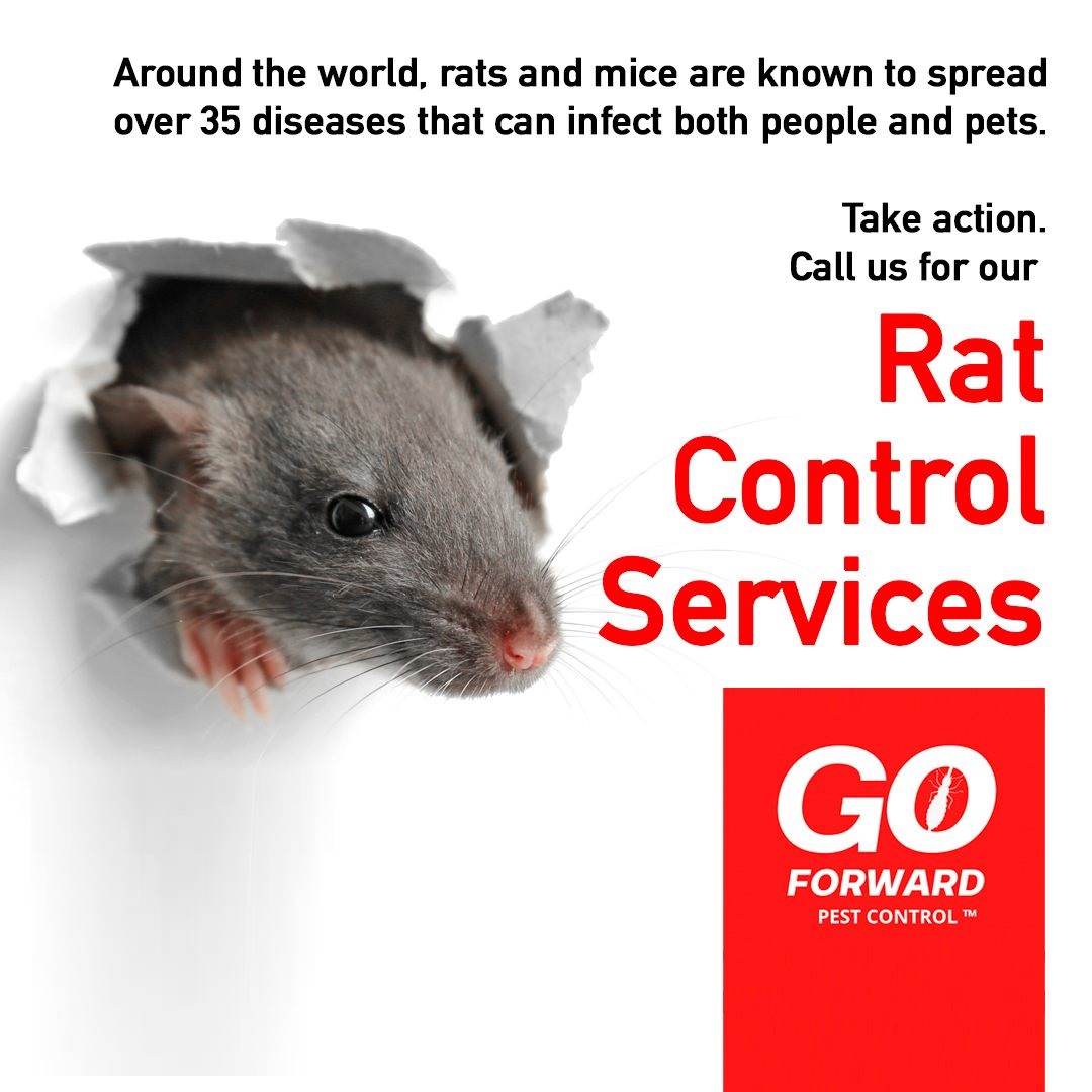 Around the world, rats and mice are known to spread over 35 diseases ...