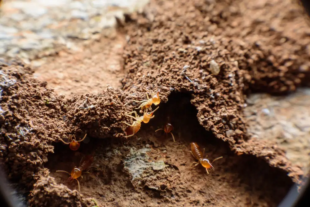 Affordable pest control Davao