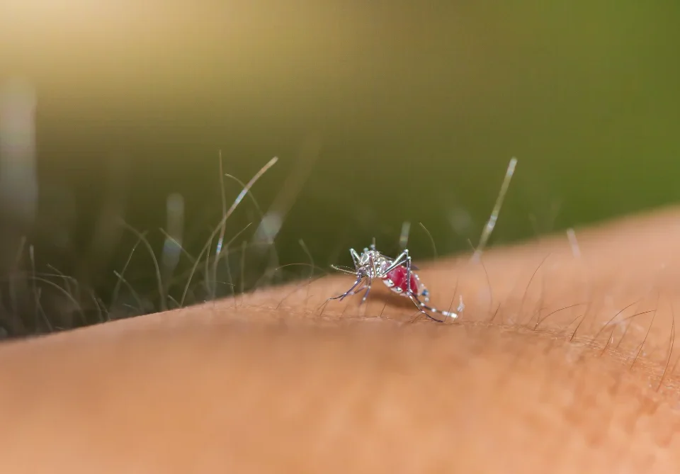 Mosquito Control Davao