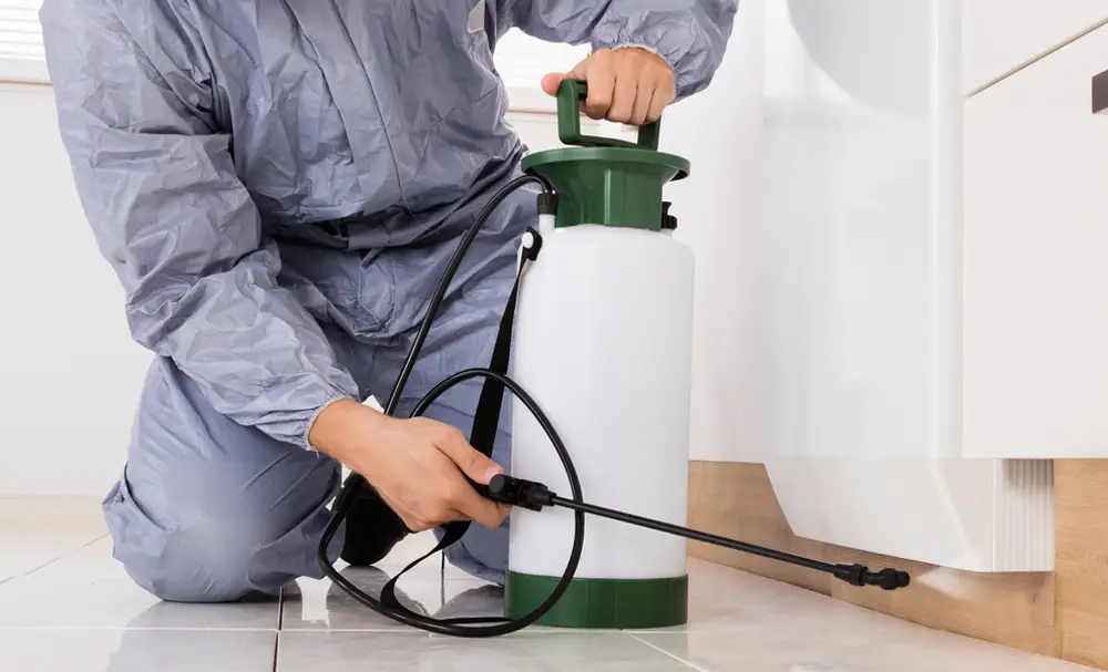 Discover top tips for effective pest control in Davao during the rainy season. Trust Go Forward Pest Control for reliable pest management solutions tailored for Davao’s climate.