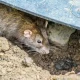 Rat Control Davao