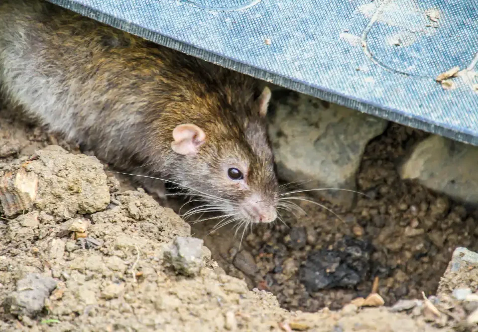Rat Control Davao