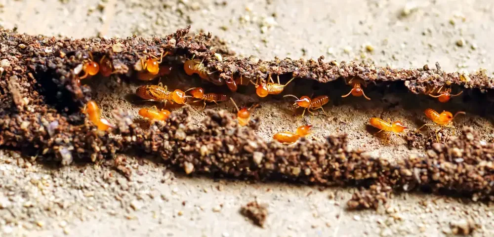 Termite Control Davao