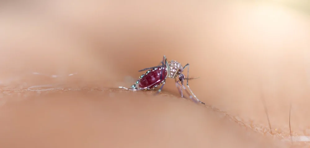 Mosquito Pest Problems