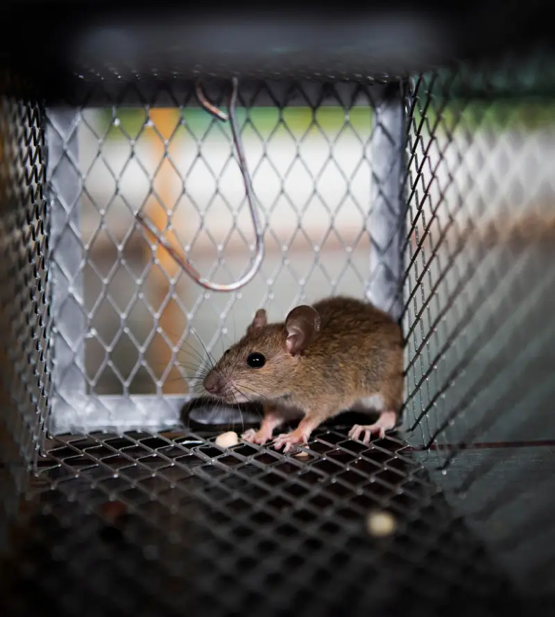rat control services in the Philippines