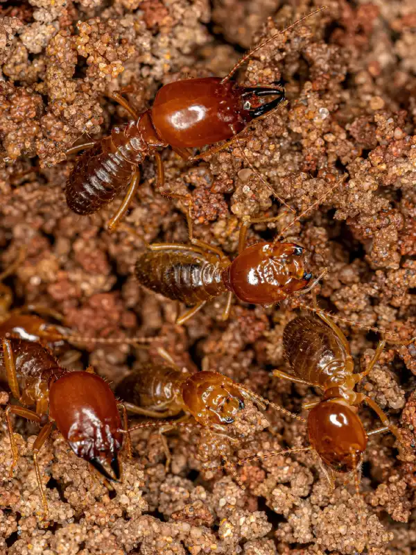termite control services